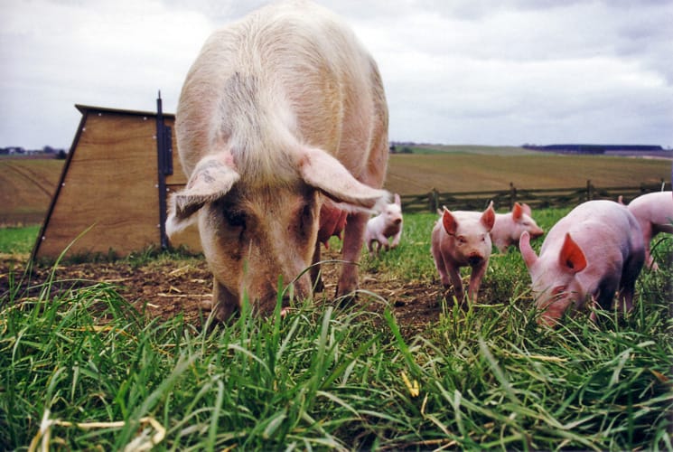 Domuz sürüsü Domuz sürüsü