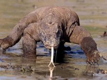 dragon1ut4 dragon1ut4