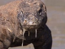 Komodo ejderi Komodo ejderi