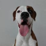 elperrodeparker20170916000848832