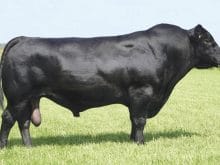 Erkek angus Erkek angus