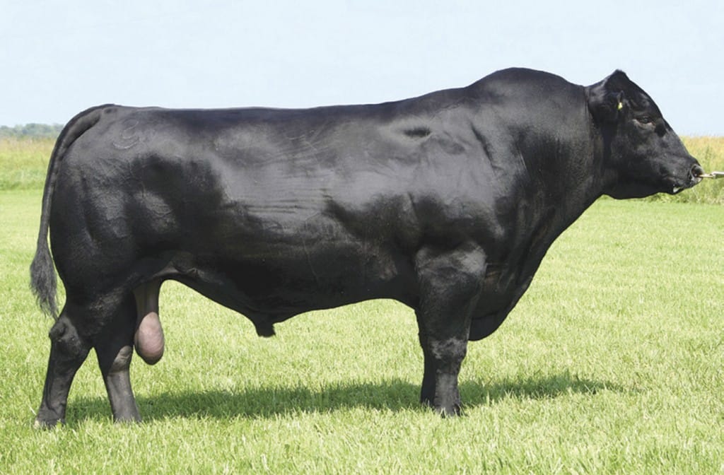 Erkek angus Erkek angus