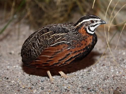 Kahverengi bıldırcın Kahverengi bıldırcın