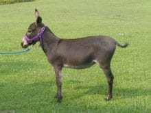 esek sipasi esek sipasi