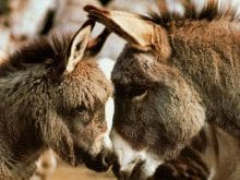 Eşşek resimleri Eşşek resimleri