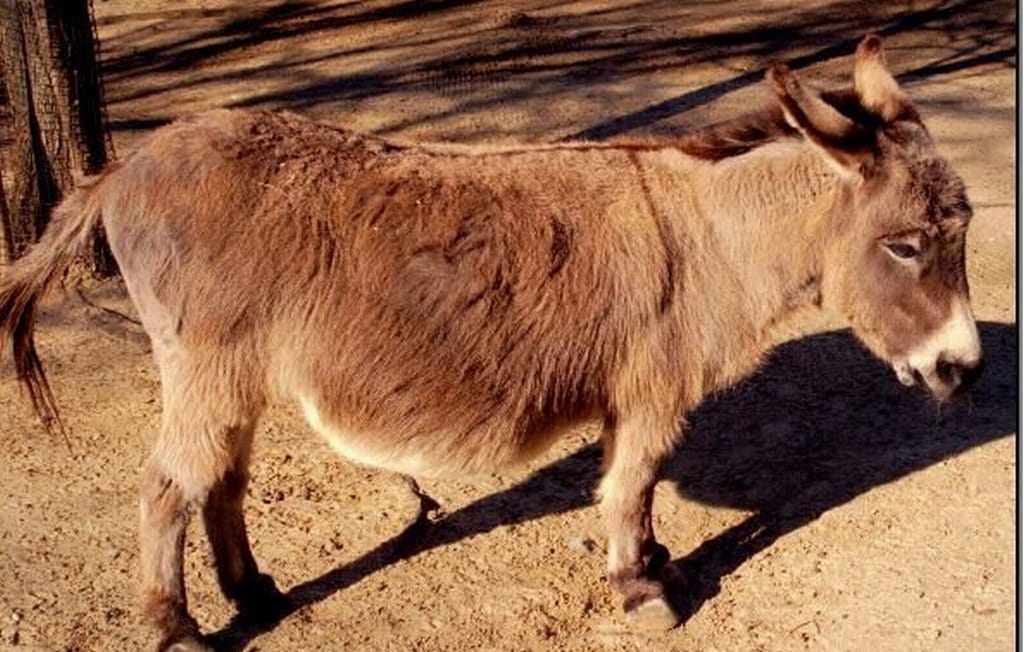 Eşşek resimleri Eşşek resimleri