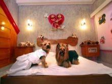 evli_kopekler evli_kopekler