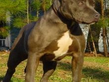 pitbull resimleri pitbull resimleri