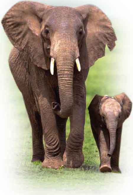 Fil anne ve yavru fil Fil anne ve yavru fil
