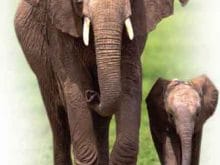 fil resimleri 1 fil resimleri 1