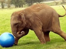 fil_resimleri_9 fil_resimleri_9