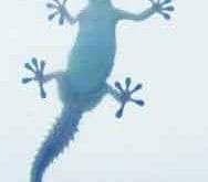 GECKOLARIN VANTUZ AYAKLARI GECKOLARIN VANTUZ AYAKLARI