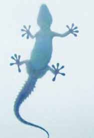 GECKOLARIN VANTUZ AYAKLARI GECKOLARIN VANTUZ AYAKLARI