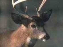 Geyik resmi 1 Geyik resmi 1