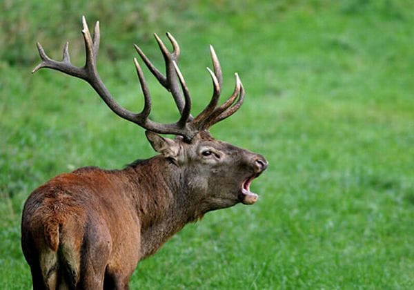 Geyik resimleri 2 Geyik resimleri 2