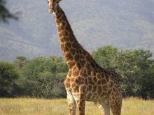 giraffe zurafa giraffe zurafa