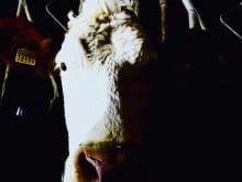 simental inek simental inek