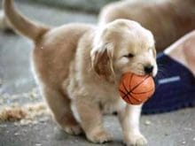 golden retriever_17303 golden retriever_17303