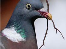 Güvercin resmi Güvercin resmi