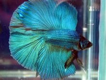 Beta Balığı Beta Balığı