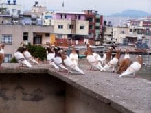 guvercin resimleri guvercin resimleri