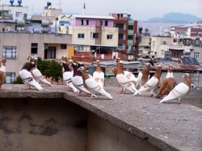 Güvercin resmi Güvercin resmi