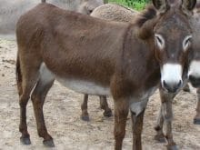 guzel esek guzel esek