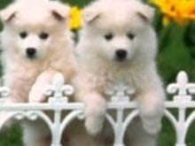 güzel köpek resimleri güzel köpek resimleri