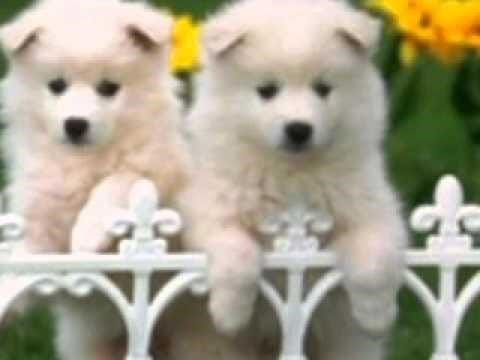 güzel köpek resimleri güzel köpek resimleri