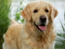 güzel köpek resimleri_4.jpg güzel köpek resimleri_4.jpg