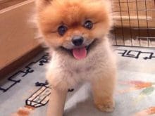 güzel köpek resimleri_6.jpg güzel köpek resimleri_6.jpg