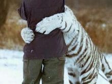 hayvan_sevgisi_beyaz_kaplan_1249453689 hayvan_sevgisi_beyaz_kaplan_1249453689