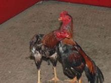 Horoz Dovusu Horoz Dovusu