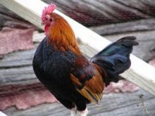 horoz foto horoz foto