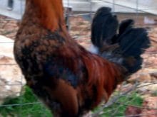 Horoz resmi Horoz resmi