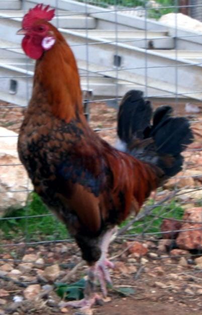 Horoz resmi Horoz resmi