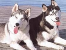 husky18il6.jpg husky18il6.jpg