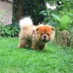 Chow Chow