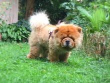 Chow Chow