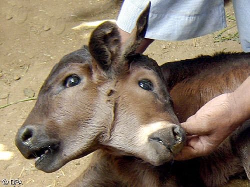 İki başlı buzağı İki başlı buzağı
