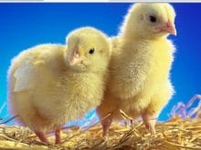 iki civciv iki civciv