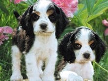 Köpek resimleri Köpek resimleri