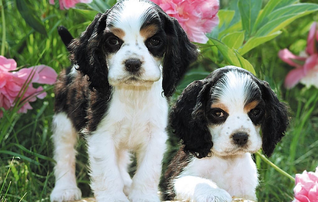 Köpek resimleri Köpek resimleri