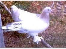 Sandıklı güvercinleri Sandıklı güvercinleri