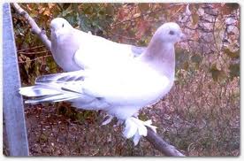 Sandıklı güvercinleri Sandıklı güvercinleri