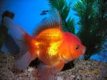 imagesCAPEYJZO imagesCAPEYJZO