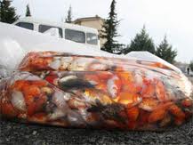 imagesCAZX8IHT imagesCAZX8IHT