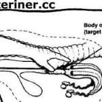 ineklerde-tohumlama_1