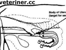 ineklerde tohumlama_1.jpg ineklerde tohumlama_1.jpg