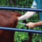 ineklerde-tohumlama_2